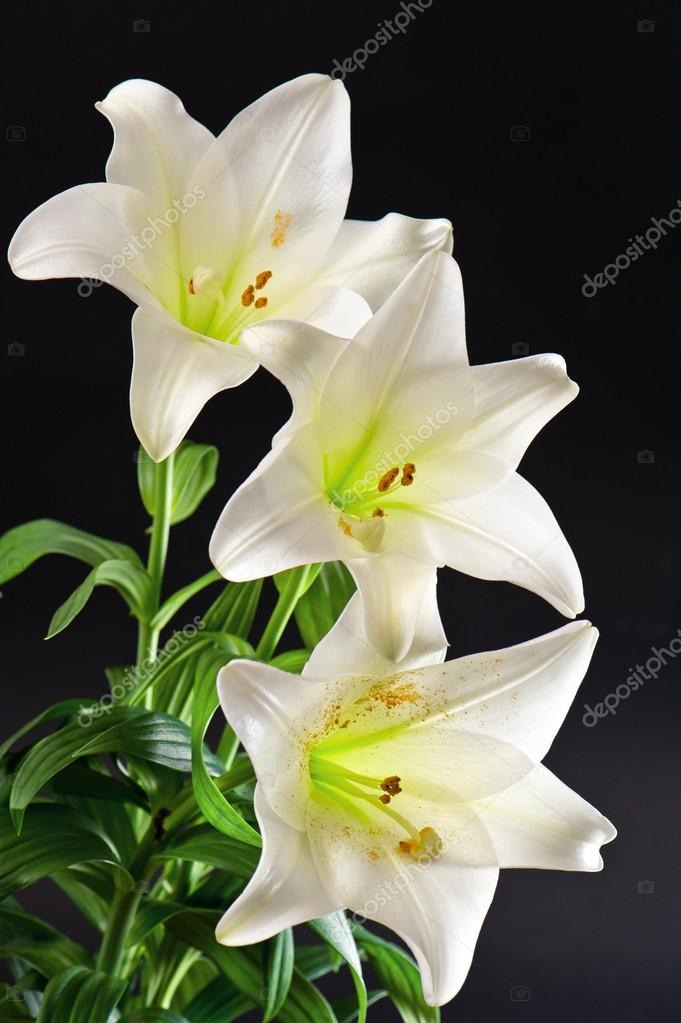 Fleurs lys blanc images libres de droit, photos de Fleurs lys blanc |  Depositphotos