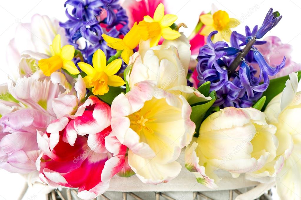 tulips, narcissus and hyacinth. colorful spring flowers