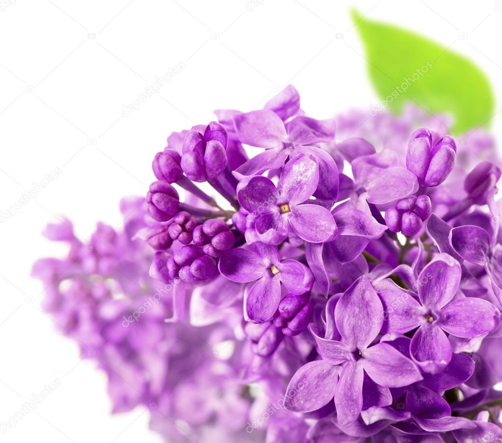 spring lilac flowers on white background