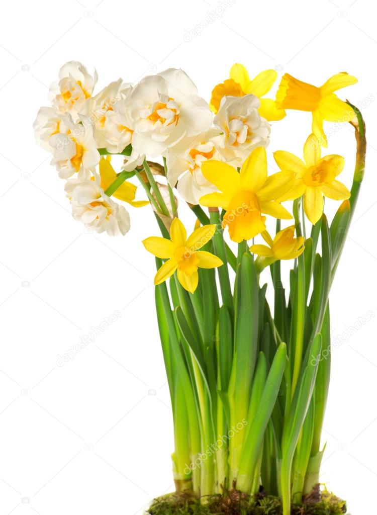 fresh spring white and yellow narcissus flowers