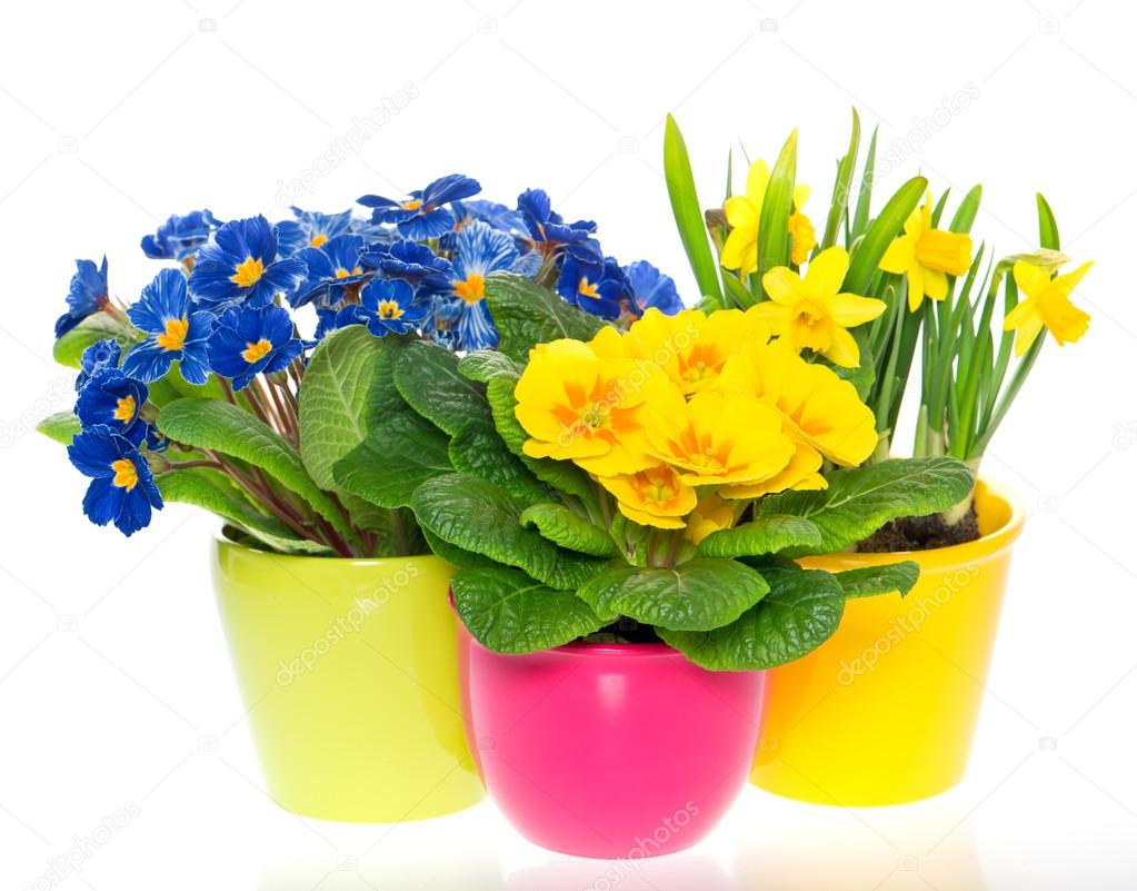 spring flowers in colorful pots on white
