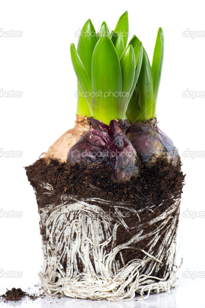 spring flowers. hyacinth beginnings with roots and dirt