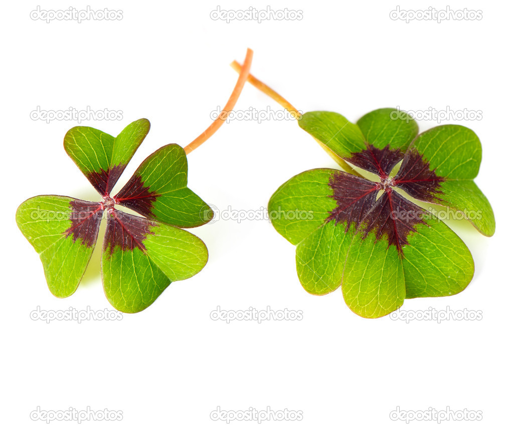 fresh green four leaved clover plants