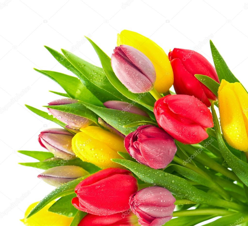 Colorful bouquet of fresh spring tulip flowers with water drops