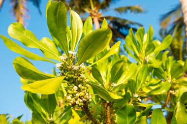 avuç içi ile gür tropikal bitki