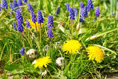 kuşların yumurtaları dandelions ve sümbül flowe bahar çayır üzerinde