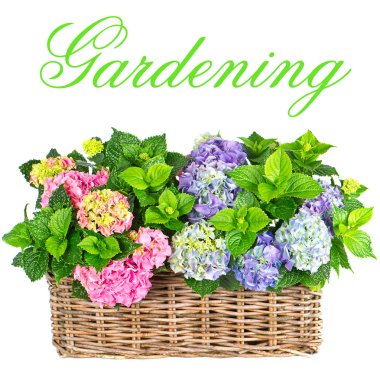 beyaz zemin üzerine güzel bir HORTENSIA. renkli ortanca