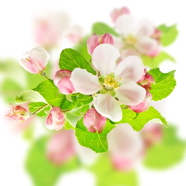 Apple flowers. spring blossom design — Stock Photo, Image