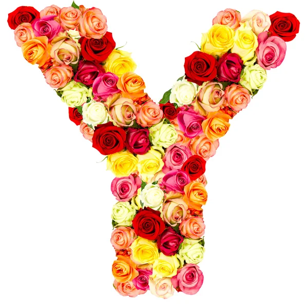 Y, gül çiçek alfabesi — Stok fotoğraf