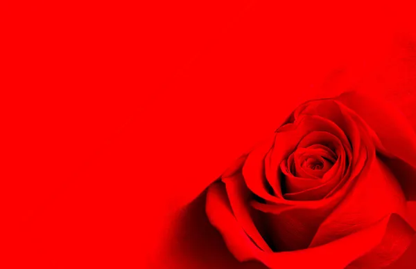 Red rose on red background — Stock Photo, Image