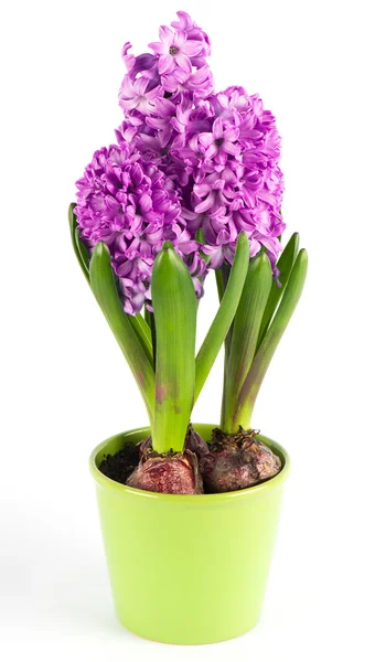 Spring hyacinth flower — Stock Photo, Image