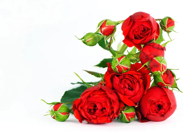 Bellissime rose rosse su sfondo bianco — Foto Stock