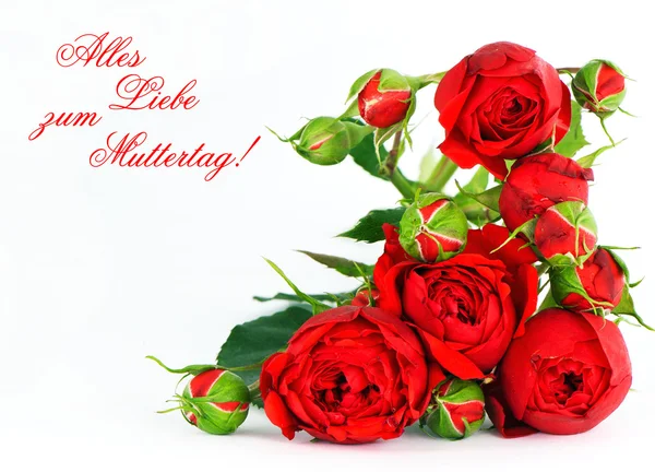 Vackra röda rosor på en vit bakgrund — Stockfoto