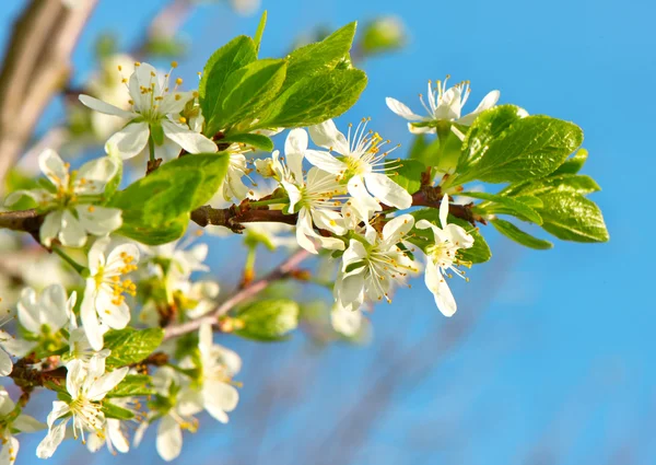 Melo fiorito con fiori bianchi sopra il cielo blu — Foto Stock