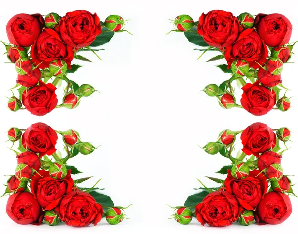 Belles roses rouges sur fond blanc — Photo
