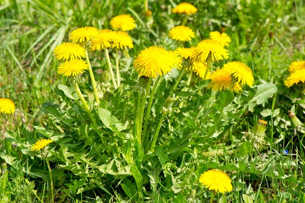 Dandelion flowers in green grass — Stock Photo, Image
