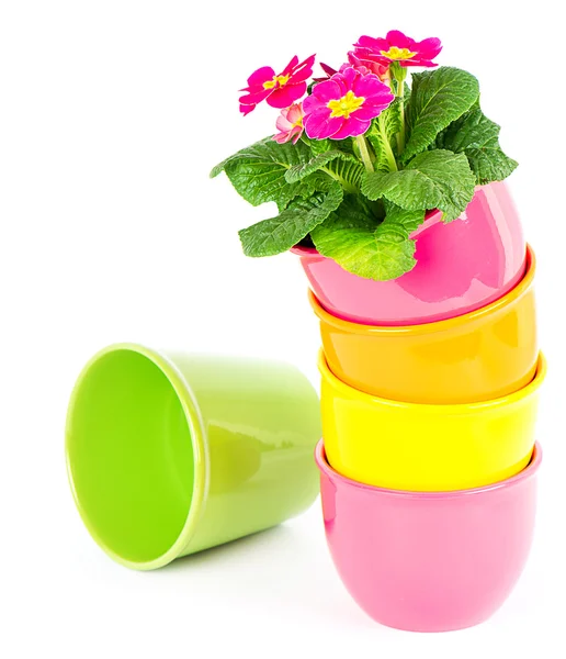 Beautiful primula flowers in colorful buckets — Stock Photo, Image