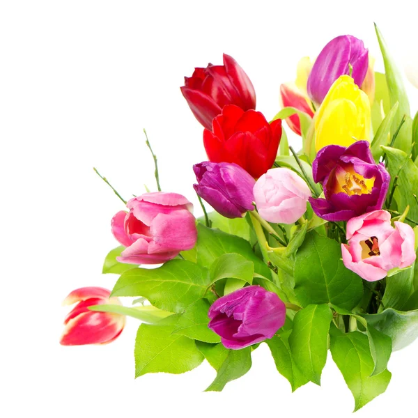 Bouquet colorato di tulipani freschi — Foto Stock