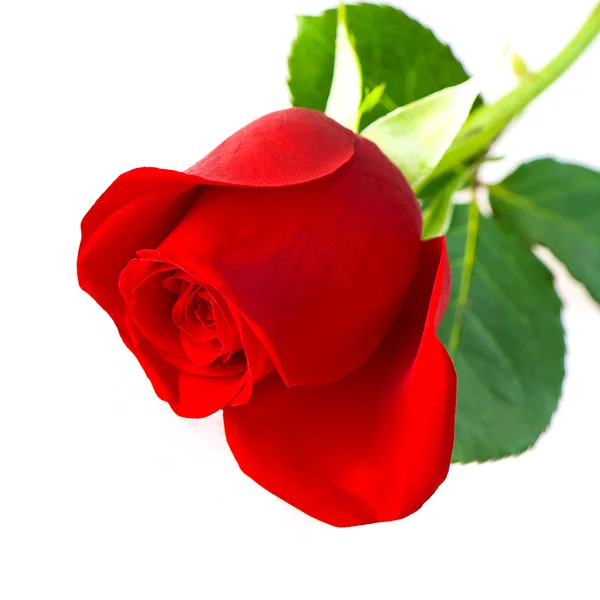 Singolo fiore di rosa rossa — Foto Stock