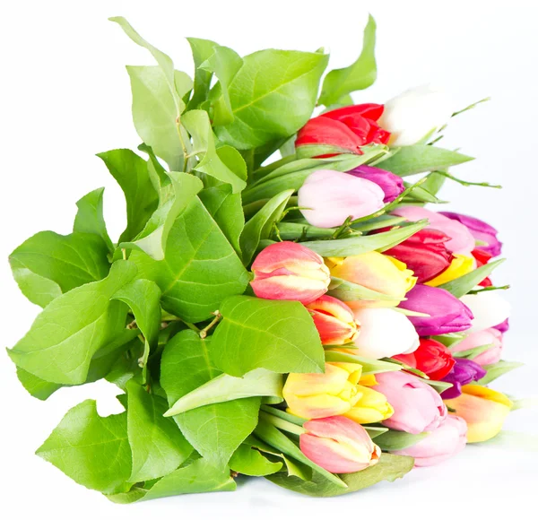 Kolorowe tulipan świeże kwiaty — Zdjęcie stockowe