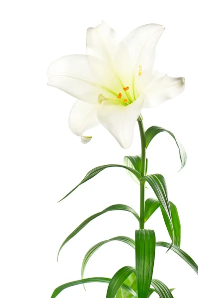 White lily flower with green foliage — Stock Photo, Image