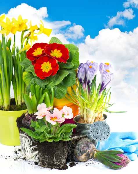 Frühlingsblumen Hyazinthe, Narzisse, Krokus und Primeln — Stockfoto