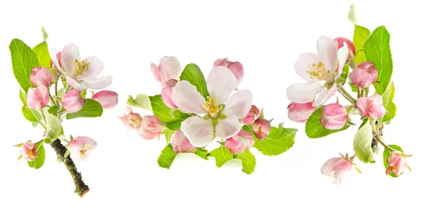 Apple tree spring blossoms isolated on white — Stock Photo, Image