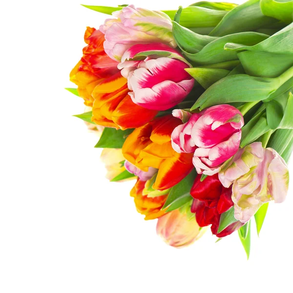 Borde floral de flores de tulipán de colores frescos — Foto de Stock