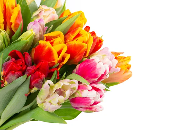 Bouquet of fresh spring tulips over white — Stock Photo, Image