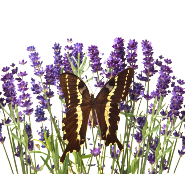 Butterflay with lavender flowers on white — Stock Photo, Image