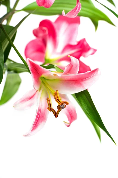 Rosa Lilienblüten — Stockfoto