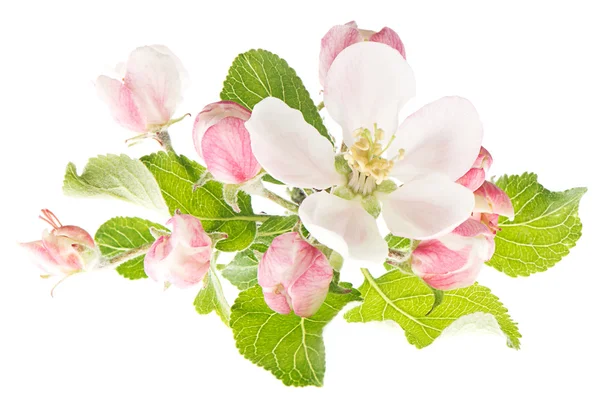 Spring blossoms. apple tree flowers isolated on white — Stock Photo, Image