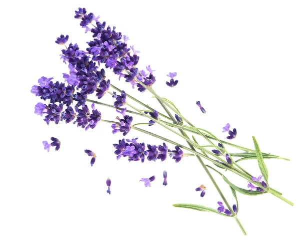 Flores de lavanda isoladas em branco — Fotografia de Stock