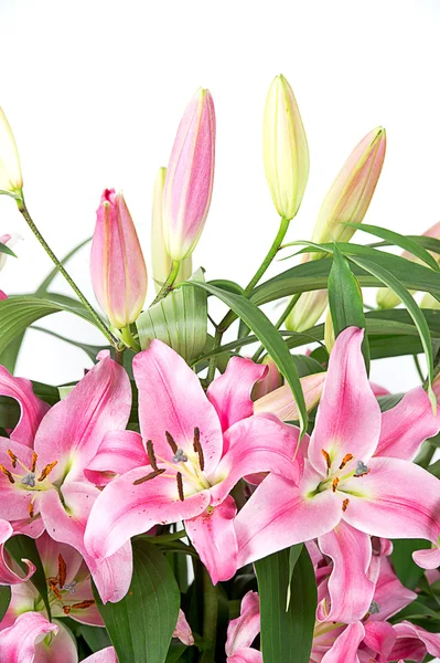 Roze lily bloemen — Stockfoto