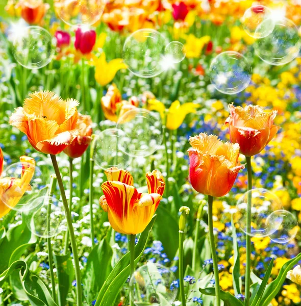 Tulipanes de primavera coloridos. concepto de tarjeta — Foto de Stock
