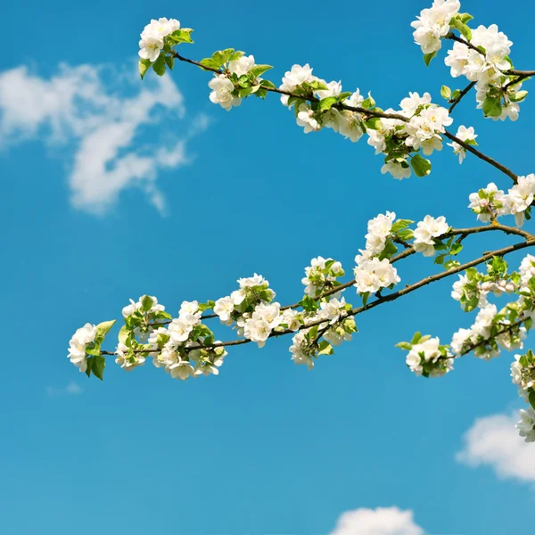 Apple blossom on blue sky background — Stock Photo, Image