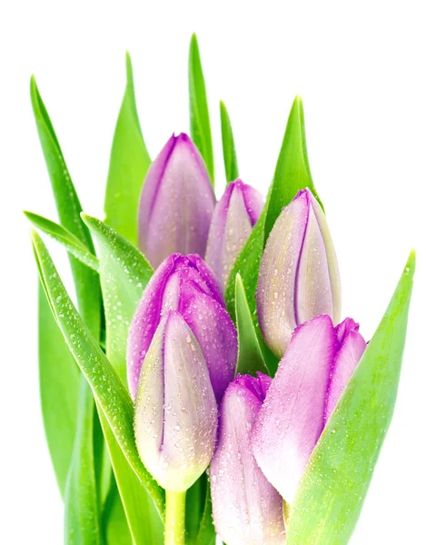 Verse lente tulp bloemen met waterdruppels — Stockfoto