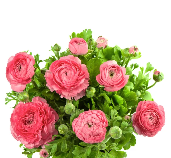 Bouquet di ranuncolo rosa primaverile — Foto Stock