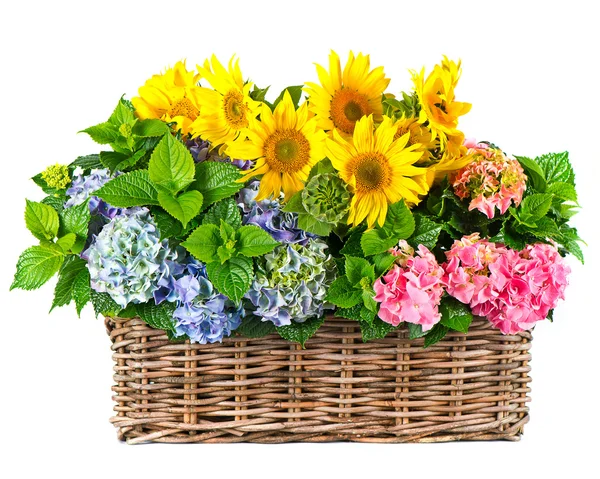 Bunte Sonnenblumen und Hortensiensträucher — Stockfoto