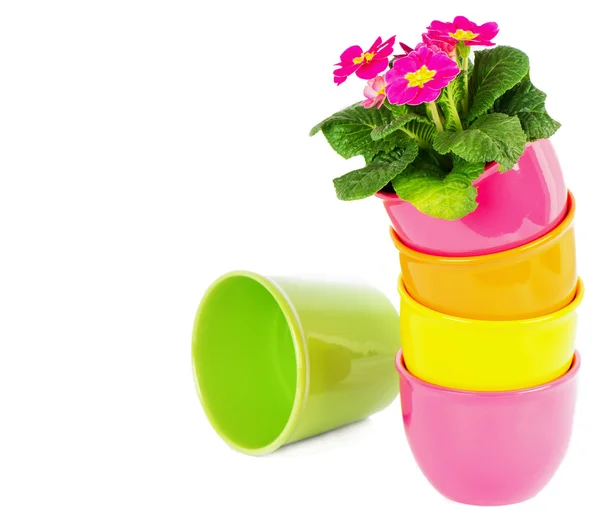Beautiful primula flowers in colorful buckets — Stock Photo, Image