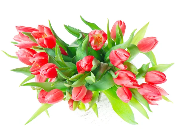 Belles tulipes rouges sur blanc — Photo