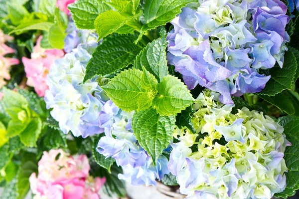 Färgglada hortensia buskar. vacker trädgård hortensia — Stockfoto