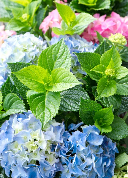 Beautiful garden hortensia outdoors. colorful hydrangea — Stock Photo, Image