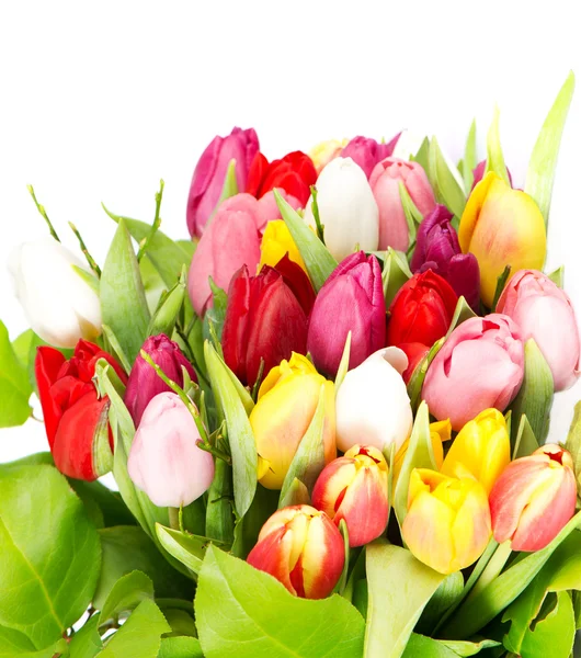 Kolorowe wiosna kwiatów tulipanów — Zdjęcie stockowe