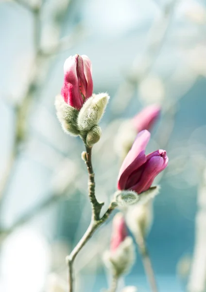 Magnolia όμορφη άνοιξη — Φωτογραφία Αρχείου