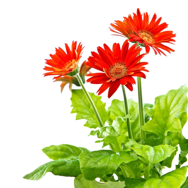 Rode gerbera op witte achtergrond — Stockfoto