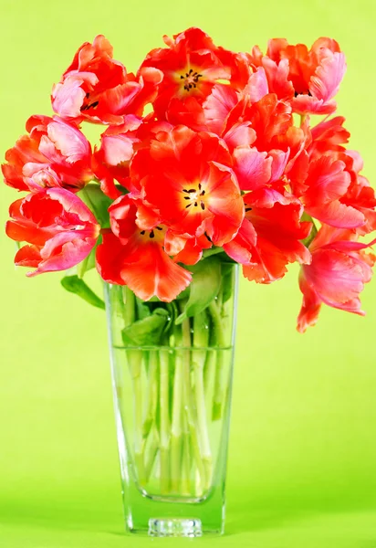 Red tulips — Stock Photo, Image