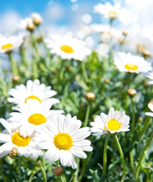 Daisy flowers on blue sky background — Stock Photo, Image