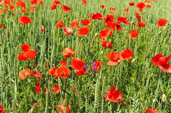 Campo de trigo primavera com flores de papoula — Fotografia de Stock