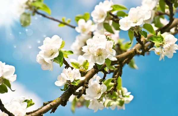 Bloeiende appelboom met witte bloemen — Stockfoto